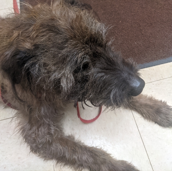 BROWNIE Original post *** SALES HELP MY DOG*** 🐾 - Picture 2 of 3